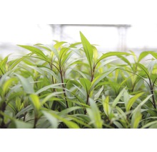 Detailný záber sadeníc so zelenými listami.