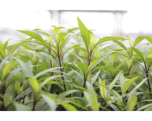 Detailný záber sadeníc so zelenými listami.