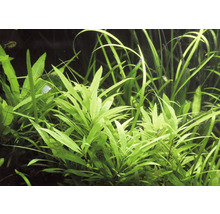 Detail akvarijných rastlín