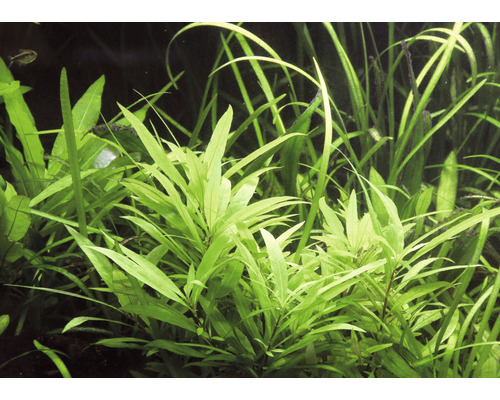 Detail akvarijných rastlín