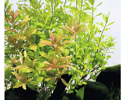 Detail akvarijných rastlín