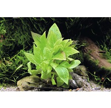 Akvarijná rastlina so zelenými listami v akváriu