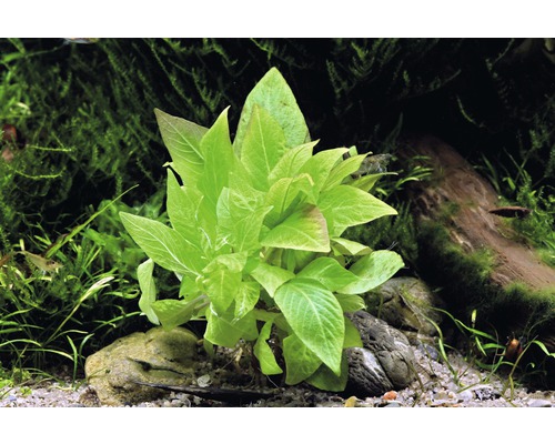 Akvarijná rastlina so zelenými listami v akváriu