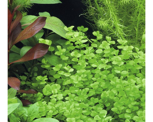 Detail akvarijných rastlín