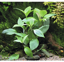 Akvarijná rastlina so zelenými listami