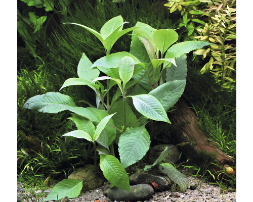 Akvarijná rastlina so zelenými listami