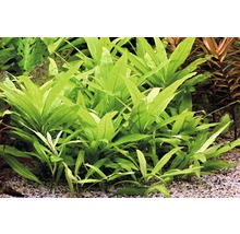 Skupina úzkolistých jávskych papradí v akváriu