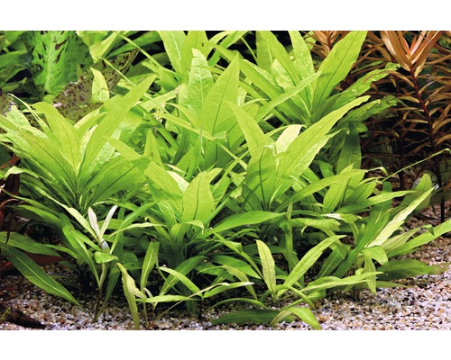 Skupina úzkolistých jávskych papradí v akváriu