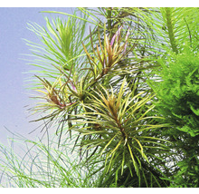 Detail akvarijných rastlín