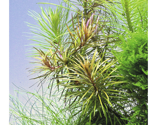 Detail akvarijných rastlín