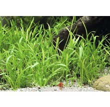 Hustá skupina akváriových rastlín Vallisneria natans v piesočnatej pôde