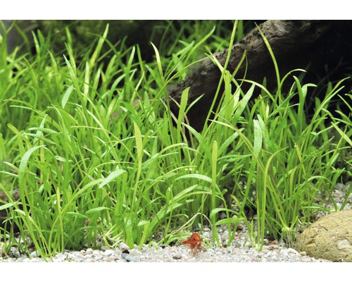 Hustá skupina akváriových rastlín Vallisneria natans v piesočnatej pôde