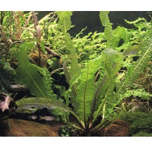 Akvárium s vlnitými vodnými rastlinami a rybami