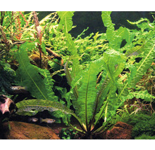 Akvárium s vlnitými vodnými rastlinami a rybami