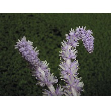 Detail kvitnúcej rastliny