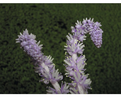 Detail kvitnúcej rastliny