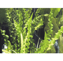 Detailný záber vlnitého jávskeho papradia pre akvárium