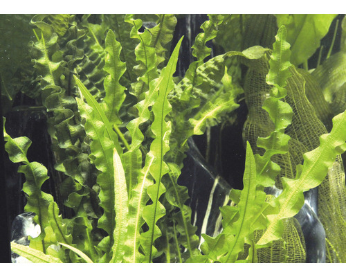 Detailný záber vlnitého jávskeho papradia pre akvárium