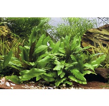 Akvarijná rastlina v akváriu