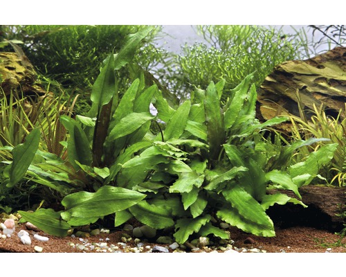 Akvarijná rastlina v akváriu