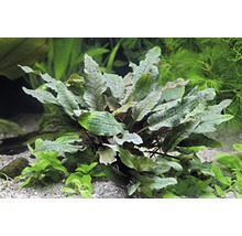 Akvarijná rastlina s vlnitými listami