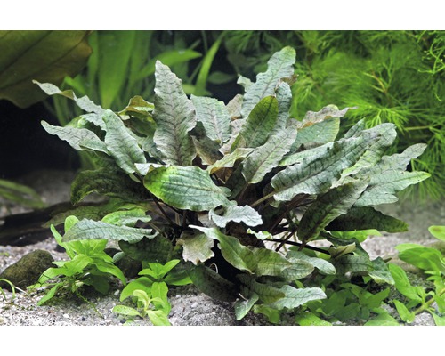 Akvarijná rastlina s vlnitými listami