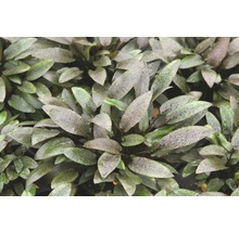 Akvarijná rastlina s oválnymi listami