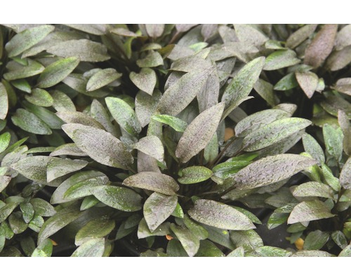 Akvarijná rastlina s oválnymi listami