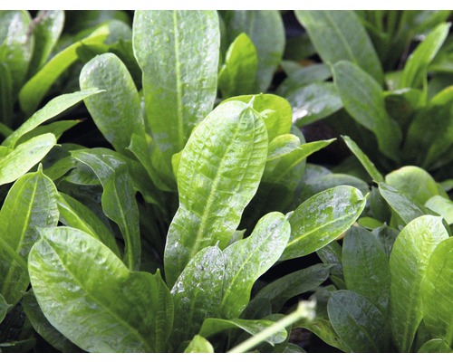 Detailný pohľad na listy akvarijnej rastliny