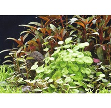 Akvárium s vodnými rastlinami a kameňom