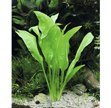 Rastlina v akváriu s dlhými zelenými listami