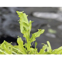 Ceratopteris thalictroides rastlina do akvárií