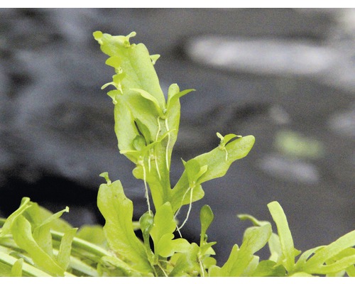 Ceratopteris thalictroides rastlina do akvárií