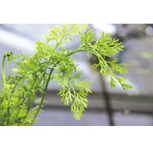 Detailný záber mrkvovej vňate