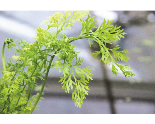 Detailný záber mrkvovej vňate