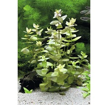 Žabníková rastlina v akváriu