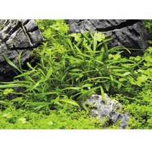 Akvarijné rastliny medzi kameňmi