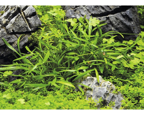 Akvarijné rastliny medzi kameňmi