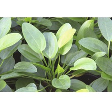 Akvarijná rastlina s oválnymi listami