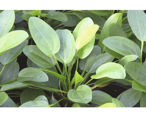 Akvarijná rastlina s oválnymi listami