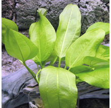 Akvarijná rastlina so zelenými listami