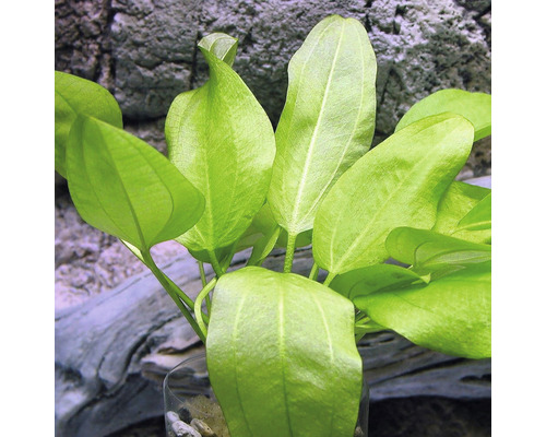 Akvarijná rastlina so zelenými listami