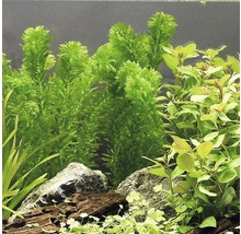 Akvárium zdobené vodnými rastlinami a kameňmi.