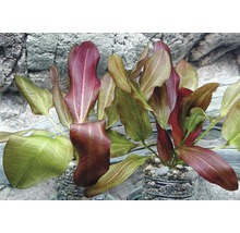 Akvarijné rastliny v kvetináči