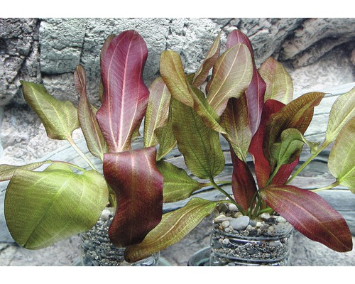 Akvarijné rastliny v kvetináči