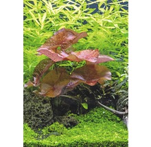 Akvarijné rastliny s listami lekien, kamene a zelené rastliny