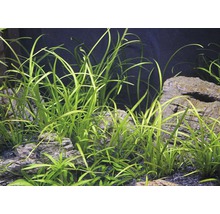 Akvarijné rastliny s kameňmi v akváriu