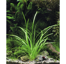 Akvárium s rastlinou Vallisneria