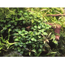 Detailný pohľad na akvarijné rastliny so zelenými listami a malým koreňom