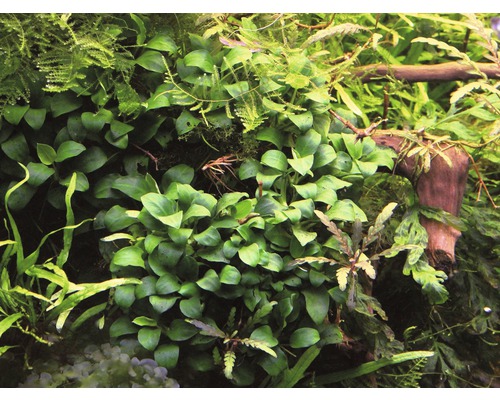 Detailný pohľad na akvarijné rastliny so zelenými listami a malým koreňom